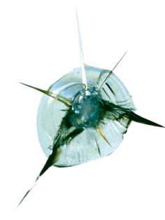 footer-image